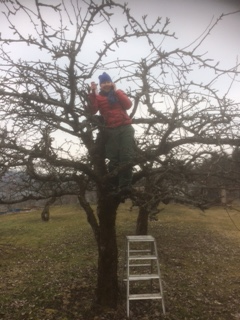 Ellen at the top of an apple tree. Photo. 