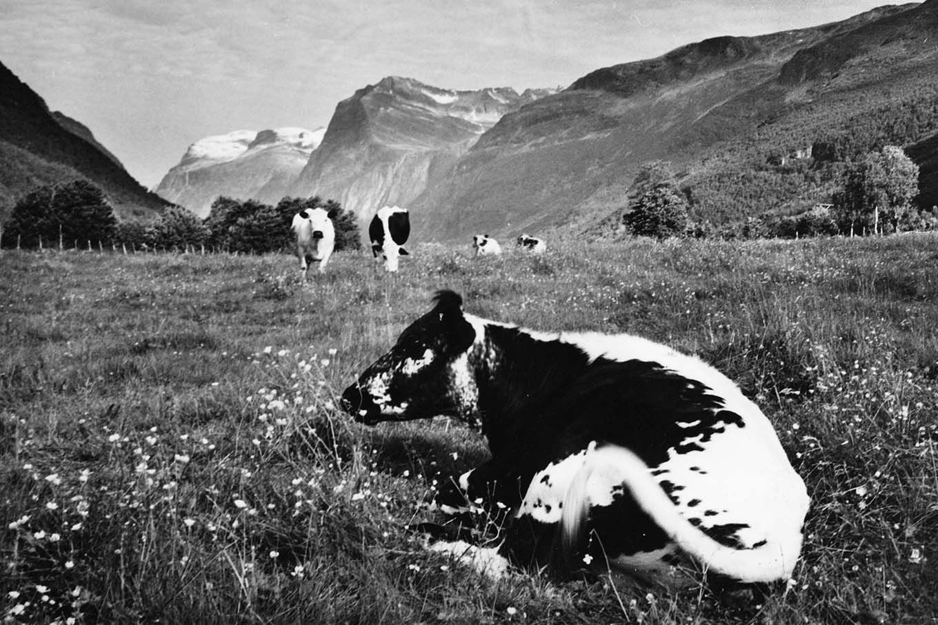 Kyr på eng. Sunndalen, 1969. Foto.