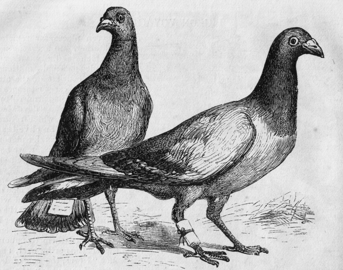 Drawing of two homing pigeons