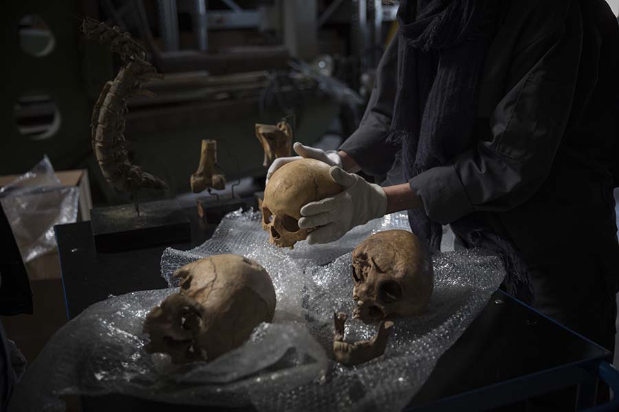 Tre hodeskaller ligger på et bord. Et menneske står ved siden av og holder den ene i hendene. Foto.