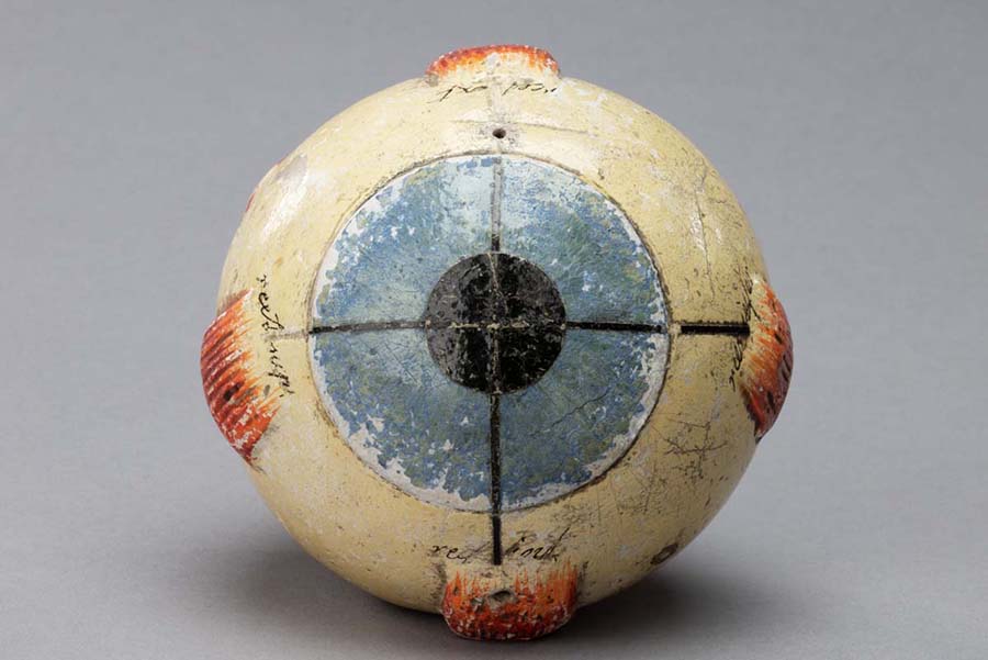 A medical model of an eye.