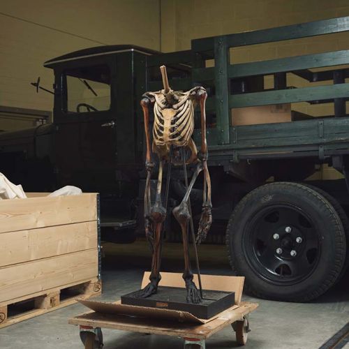 A skeleton stands on a trolley in front of a green truck. Photo.
