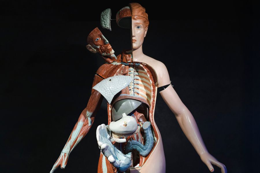 A medical model showing the inside of a human body