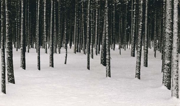 Forest with snow-covered hill. Photo.