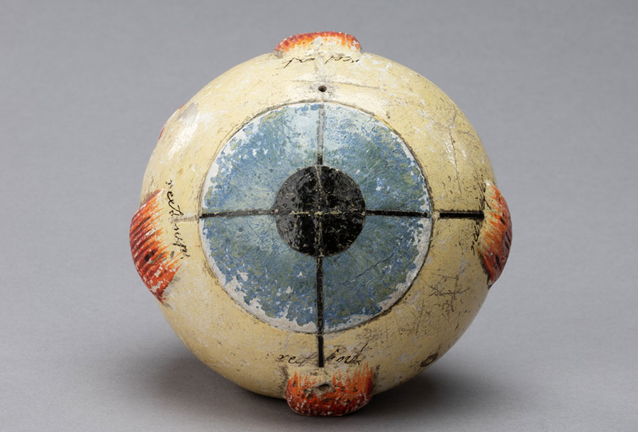 Model of an eye.