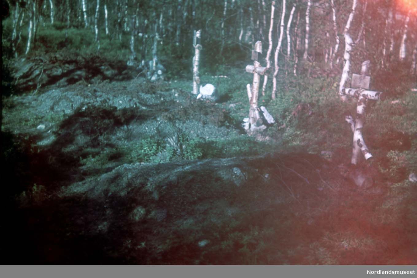 Fem graver blant fjellbjørk og lyng. Kors laget av trestammer. Foto.