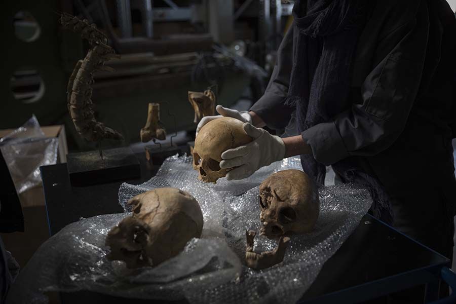 Tre hodeskaller ligger på et bord. Et menneske står ved siden av og holder den ene i hendene. Foto.