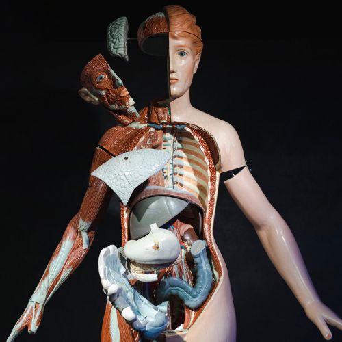 Medisinsk modell av menneskekroppen